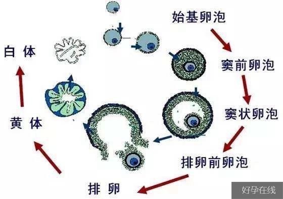 卵巢衰退的过程亦卵泡质量下降的过程