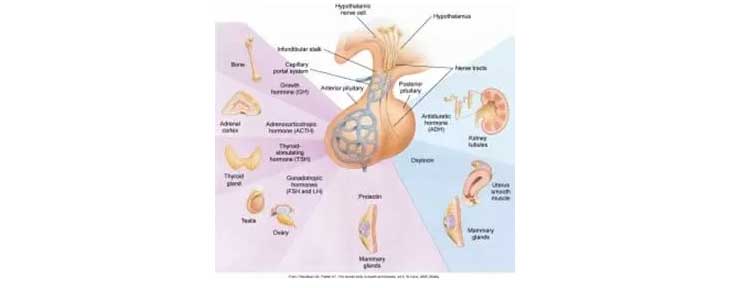 脑垂体和各分泌腺的紧密关系