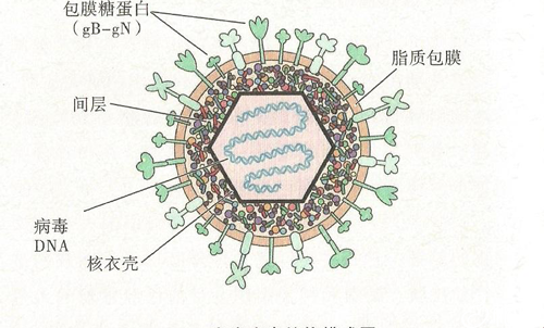 单纯疱疹病毒是什么